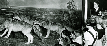 A black and white photograph of children viewing a wolf diaorama at the Bell Museum