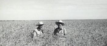 Two men in a wheat field