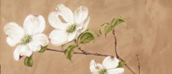 Painting of three white dogwood flowers