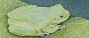 Hand drawn illustration of a green frog sitting on a leaf