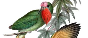 Illustration of two colorful birds, one eating an insect