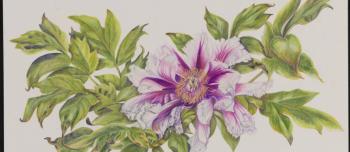 Hand drawn illustration of a pink and white tree peony