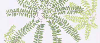 Illustration of green maidenhair ferns