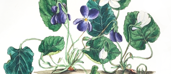 Illustration of blooming violets plant